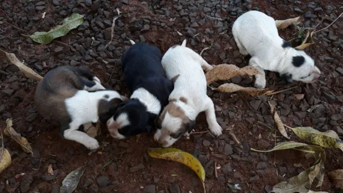 Cachorro ra a Raça não definida idade 2 a 6 meses nome Definir