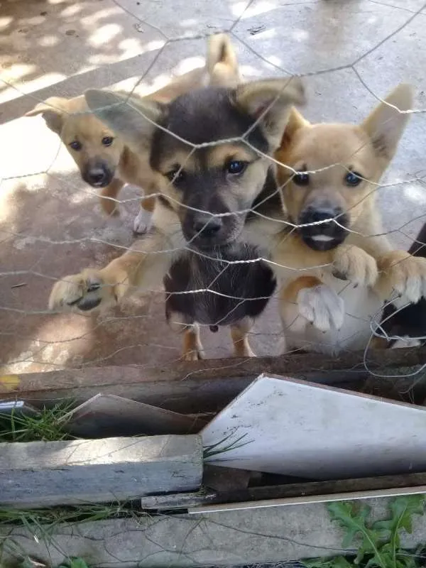 Cachorro ra a SRD idade 2 a 6 meses nome Ninhada