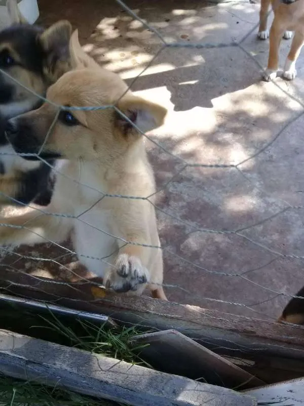 Cachorro ra a SRD idade 2 a 6 meses nome Ninhada
