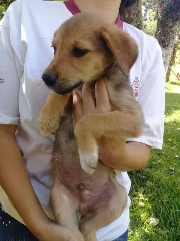 Cachorro ra a SRD idade 2 a 6 meses nome Ninhada