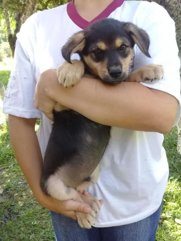 Cachorro ra a SRD idade 2 a 6 meses nome Ninhada