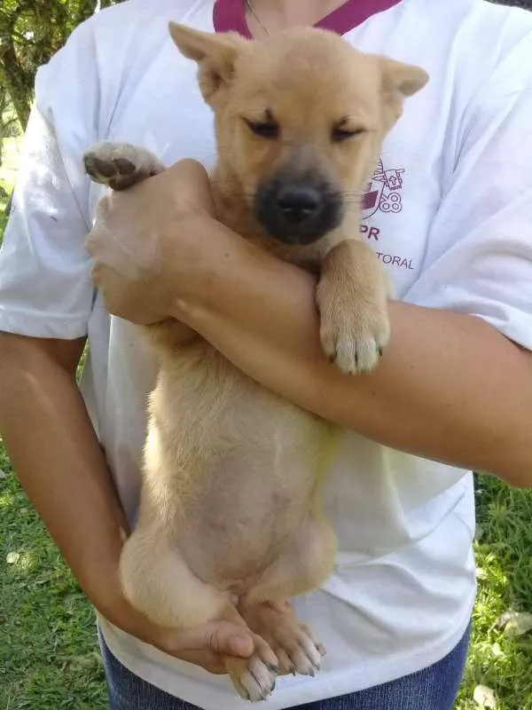 Cachorro ra a SRD idade 2 a 6 meses nome Ninhada