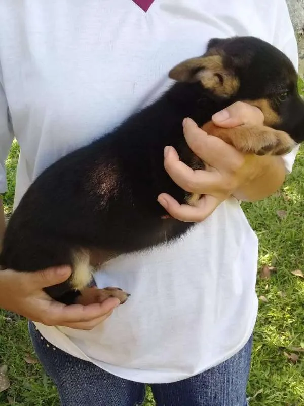 Cachorro ra a SRD idade 2 a 6 meses nome Ninhada