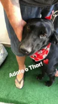 Thor