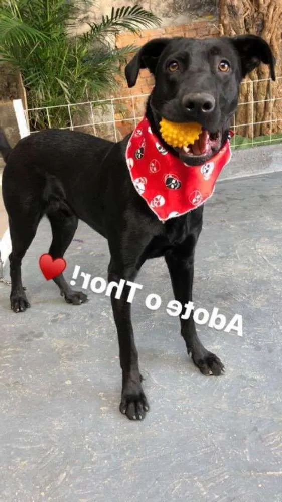 Cachorro ra a SRD idade 2 anos nome Thor