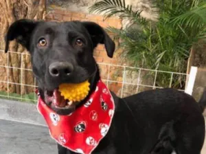 Cachorro raça SRD idade 2 anos nome Thor