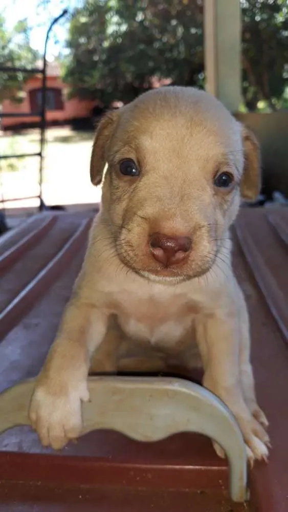 Cachorro ra a Não definida idade 2 a 6 meses nome Definir