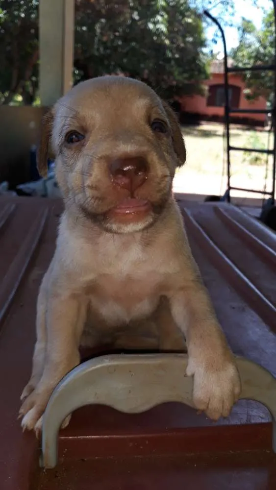 Cachorro ra a Não definida idade 2 a 6 meses nome Definir