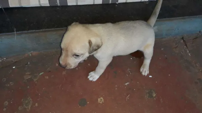 Cachorro ra a Não definida idade 2 a 6 meses nome Definir