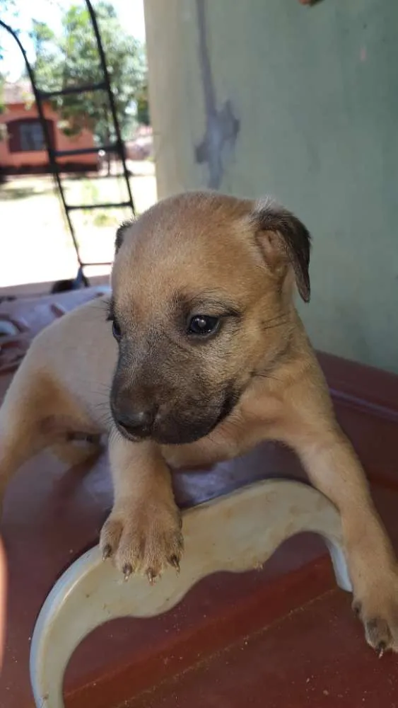 Cachorro ra a Raça não definida idade 2 a 6 meses nome Definir