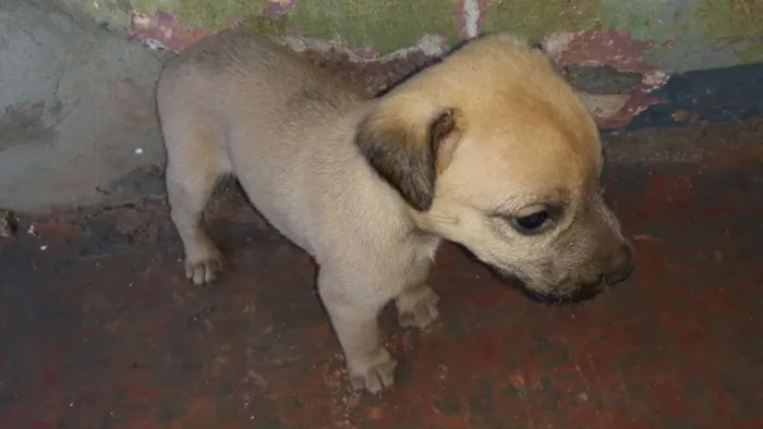 Cachorro ra a Raça não definida idade 2 a 6 meses nome Definir