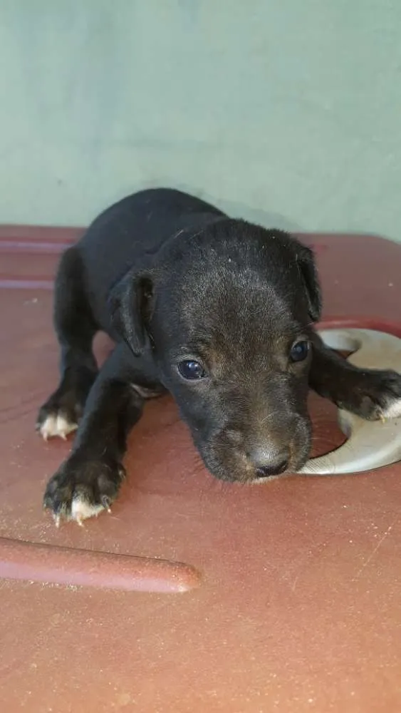 Cachorro ra a Não definida idade 2 a 6 meses nome Definir
