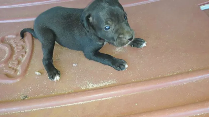 Cachorro ra a Não definida idade 2 a 6 meses nome Definir