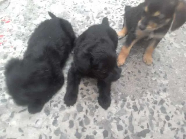 Cachorro ra a Indefinido  idade Abaixo de 2 meses nome Sem nome 