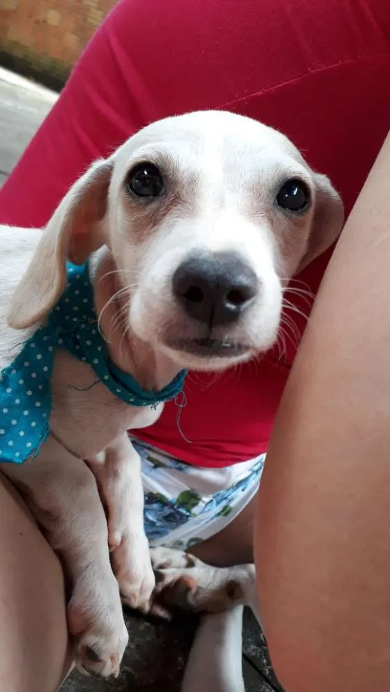 Cachorro ra a Fox paulistinha idade 2 a 6 meses nome Sem nome