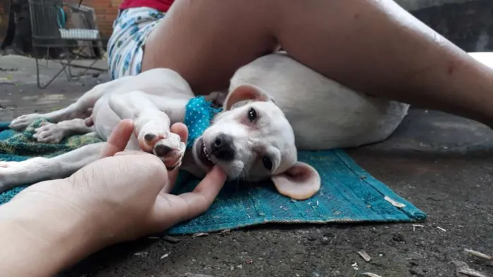 Cachorro ra a Fox paulistinha idade 2 a 6 meses nome Sem nome