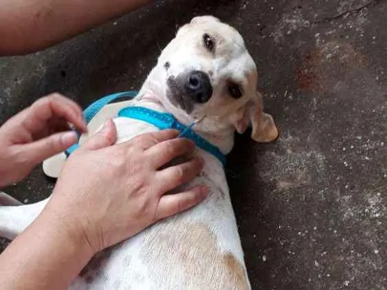 Cachorro ra a Fox paulistinha idade 7 a 11 meses nome grandão e guelo