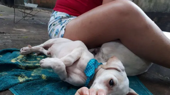 Cachorro ra a Fox paulistinha idade 2 a 6 meses nome Sem nome