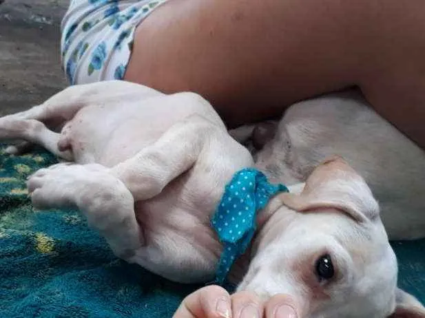 Cachorro ra a Fox paulistinha idade 2 a 6 meses nome Sem nome
