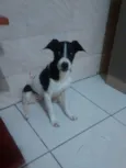 Pintada