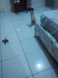 Pintada