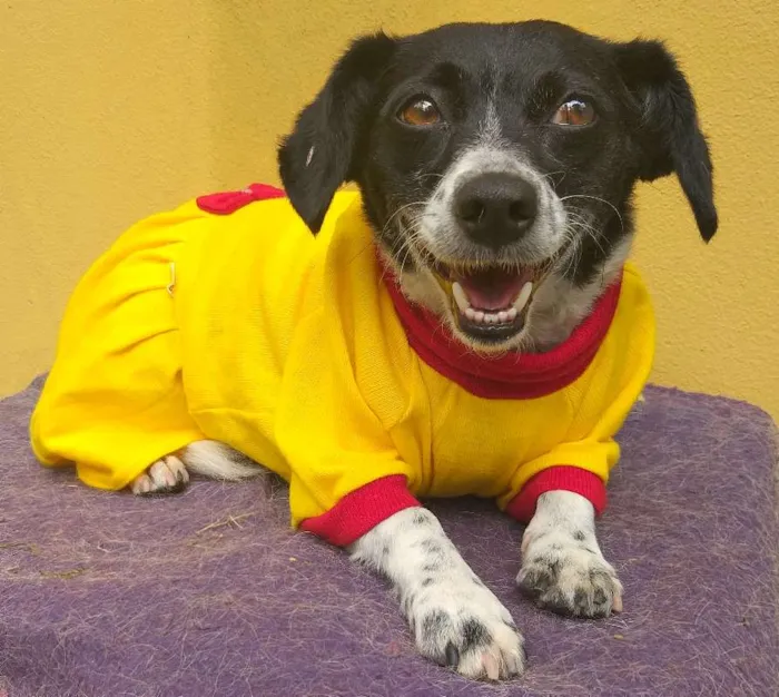 Cachorro ra a SRD idade 3 anos nome Dedê