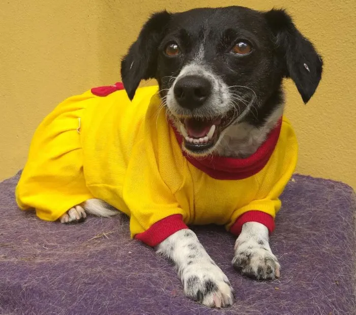 Cachorro ra a SRD idade 3 anos nome Dedê
