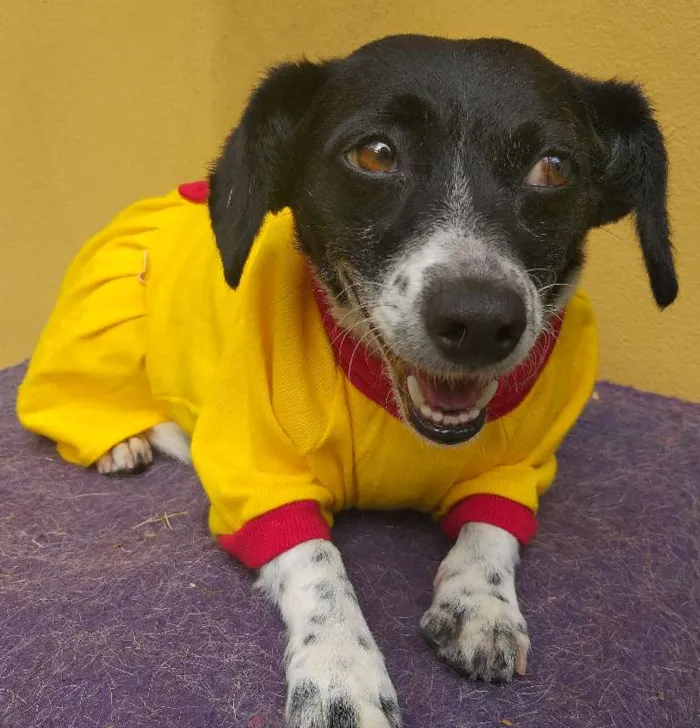 Cachorro ra a SRD idade 3 anos nome Dedê