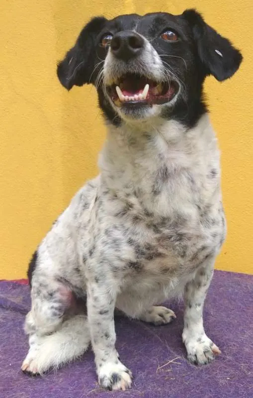 Cachorro ra a SRD idade 3 anos nome Dedê
