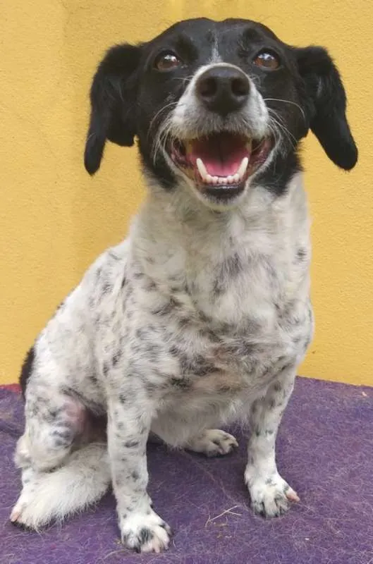 Cachorro ra a SRD idade 3 anos nome Dedê