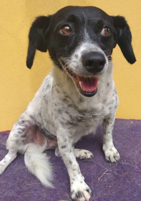 Cachorro ra a SRD idade 3 anos nome Dedê