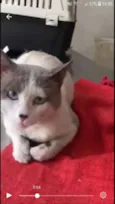 Chuvisco