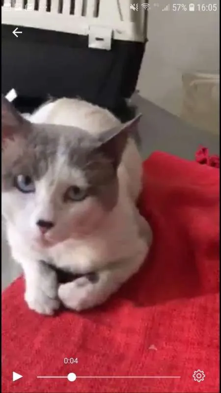 Gato ra a SRD idade 4 anos nome Chuvisco