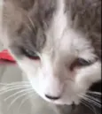 Chuvisco