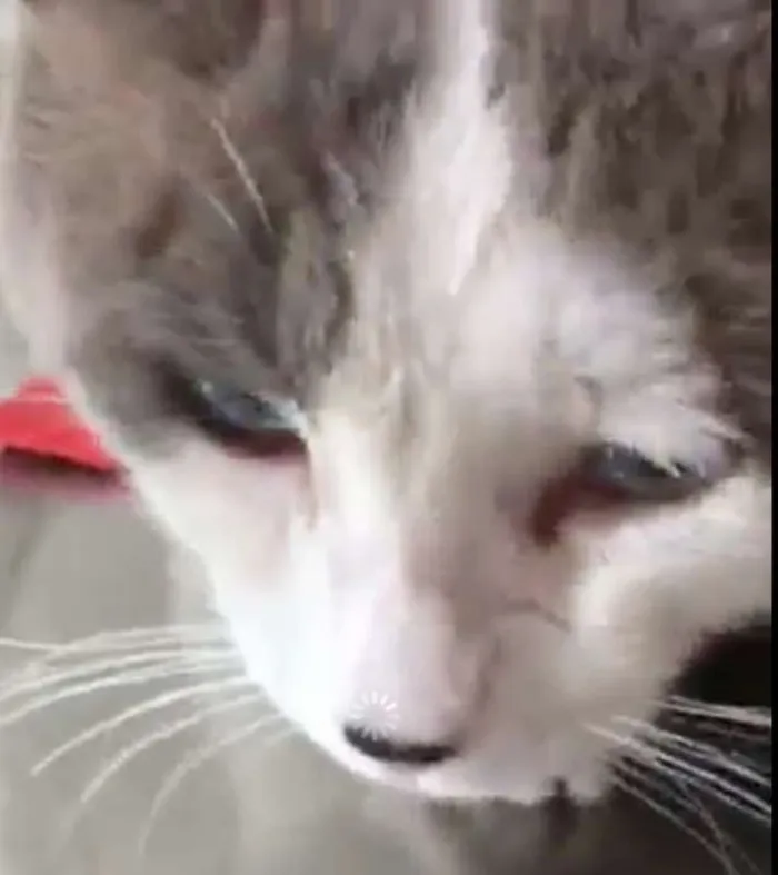 Gato ra a SRD idade 4 anos nome Chuvisco