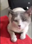 Chuvisco