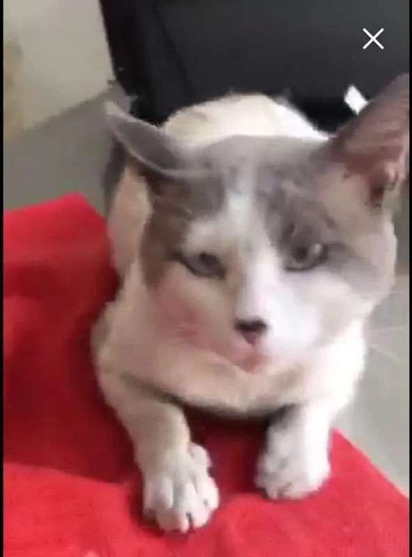 Gato ra a SRD idade 4 anos nome Chuvisco
