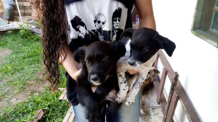 Cachorro ra a vira lata idade 2 a 6 meses nome brisa, beth e mussum
