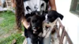 brisa, beth e mussum