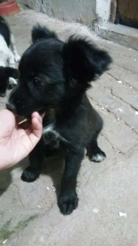 Cachorro ra a vira lata idade 2 a 6 meses nome brisa, beth e mussum