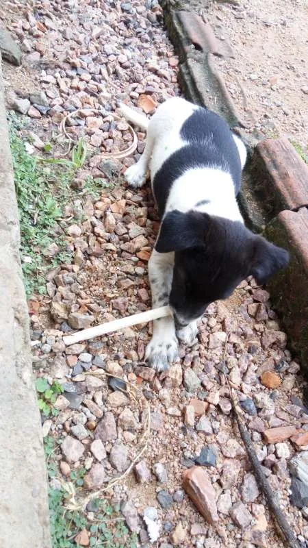 Cachorro ra a vira lata idade 2 a 6 meses nome brisa, beth e mussum