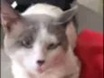 Chuvisco