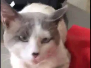 Gato raça SRD idade 4 anos nome Chuvisco