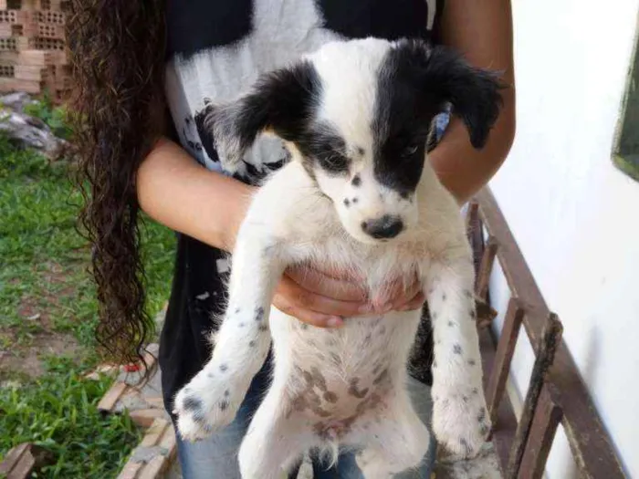 Cachorro ra a vira lata idade 2 a 6 meses nome brisa, beth e mussum