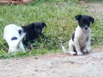 Cachorro ra a vira lata idade 2 a 6 meses nome brisa, beth e mussum