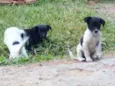 brisa, beth e mussum