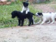 brisa, beth e mussum