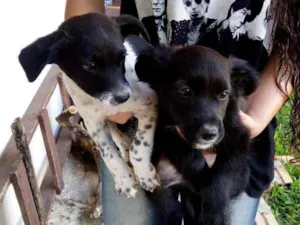 Cachorro raça vira lata idade 2 a 6 meses nome brisa, beth e mussum