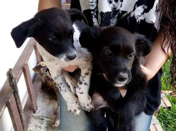 Cachorro ra a vira lata idade 2 a 6 meses nome brisa, beth e mussum