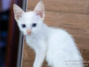 Gato raça Vira lata idade 2 a 6 meses nome Rubio